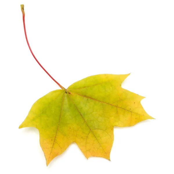 Barevné Podzimní Javorový List Izolované Bílém — Stock fotografie