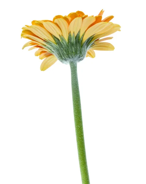 Gerbera Verticale Arancio Fiore Con Gambo Lungo Isolato Sfondo Bianco — Foto Stock