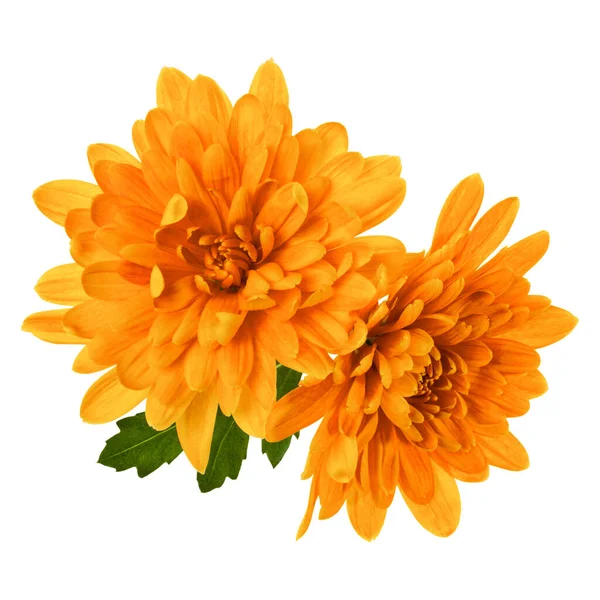 Dvě Hlavy Květin Chryzantélia Zelenými Listy Izolované Bílém Pozadí Zahradní — Stock fotografie