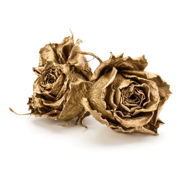 Две Золотые Розы Выделены Белом Фоне Золотые Сушеные Цветочные Головы — стоковое фото