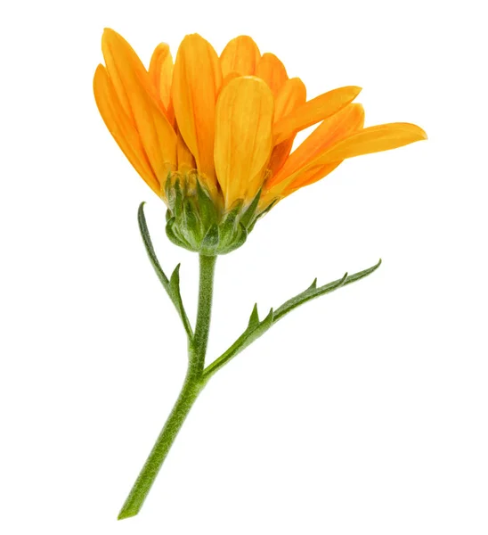 One Chrysanthemum Flower Head Green Stem Isolated White Background Closeup — Stock Photo, Image
