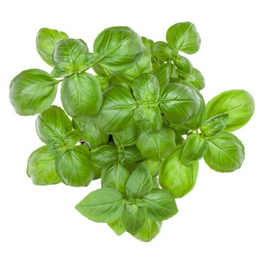 Beyaz arka plan kesme izole taze tatlı Cenevizli fesleğen buket. Üstten görünüm.