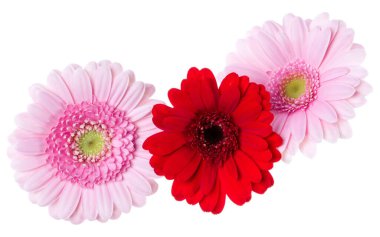 Beyaz arka plan closeup izole üç pembe ve kırmızı ve kırmızı gerbera çiçek kafaları. Gerbera havada, gölgesiz. Üst görünüm, düz yatıyordu.