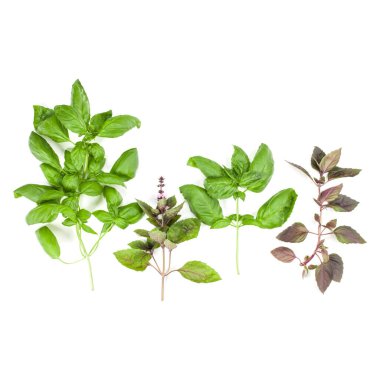 Çeşitleri fesleğen izole üzerinde beyaz arka plan bırakır. Düz, görünümü Top.