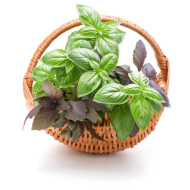 Fesleğen bitki yaprakları grup beyaz arka plan kesme izole hasır sepet içinde