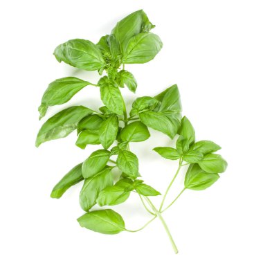 Tatlı Cenevizli fesleğen şube beyaz arka plan üzerinde izole. Düz, görünümü Top.