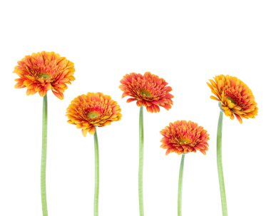 Beyaz arka plan üzerinde izole uzun kök ile dikey turuncu gerbera çiçekler. Bahar buketi.