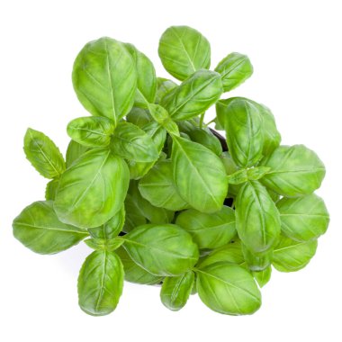 Beyaz arka plan kesme izole taze tatlı Cenevizli fesleğen buket. Üstten görünüm.