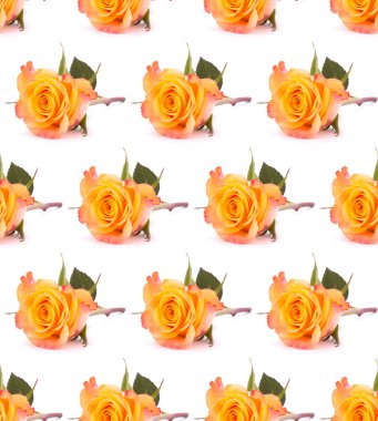 Beyaz arka planda izole edilmiş turuncu gül. Kusursuz desen.