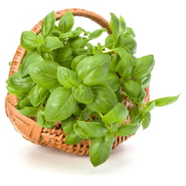 Fesleğen bitki yaprakları grup beyaz arka plan kesme izole hasır sepet içinde