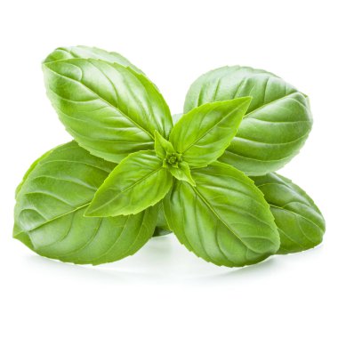 Beyaz arka plan kesme izole taze tatlı Cenevizli fesleğen yaprakları.