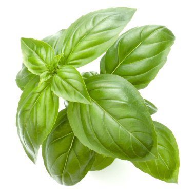 Beyaz arka plan kesme izole taze tatlı Cenevizli fesleğen yaprakları.