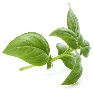 Beyaz arka planda izole edilmiş taze yeşil fesleğen yapraklarından yakın çekim. Tatlı Genovese fesleğeni.