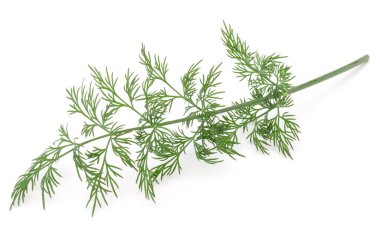 Beyaz arka planda izole edilmiş taze yeşil dereotu yapraklarının yakın plan görüntüsü.