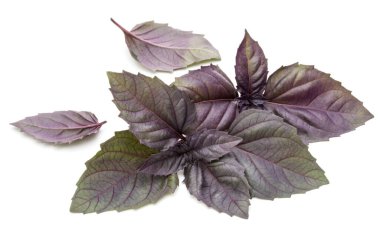 Beyaz arka plan üzerinde izole kırmızı taze fesleğen bitki yaprakları stüdyo çekim kapatın. Mor koyu Opal fesleğen.