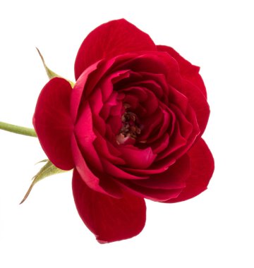 çiçek baş beyaz arka plan kesme izole bir kırmızı gül