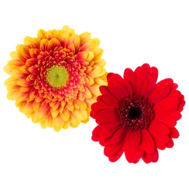 İki turuncu ve kırmızı Gerbera çiçeği kafası beyaz arka planda izole edilmiş. Gerbera havada, gölgesiz. Üst manzara, düz uzanma.
