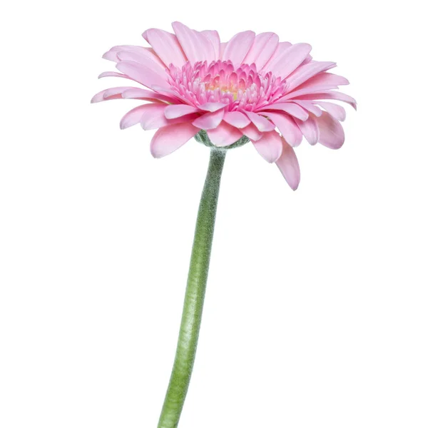 白い背景に長い茎が隔離された垂直ピンクのガーベラの花 — ストック写真