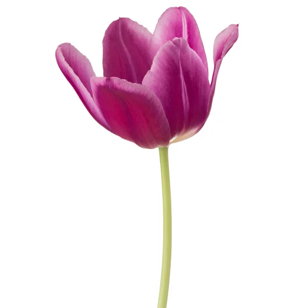 Testa Fiore Tulipano Lilla Isolato Sfondo Bianco — Foto Stock