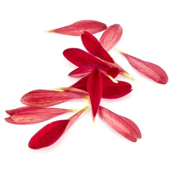 Petali Fiori Crisantemo Rosso Isolati Sfondo Bianco — Foto Stock