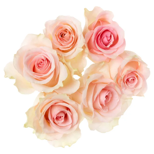 Pink Roses Isolated White Background Closeup Rose Flower Bouquet Air — Stock Photo, Image