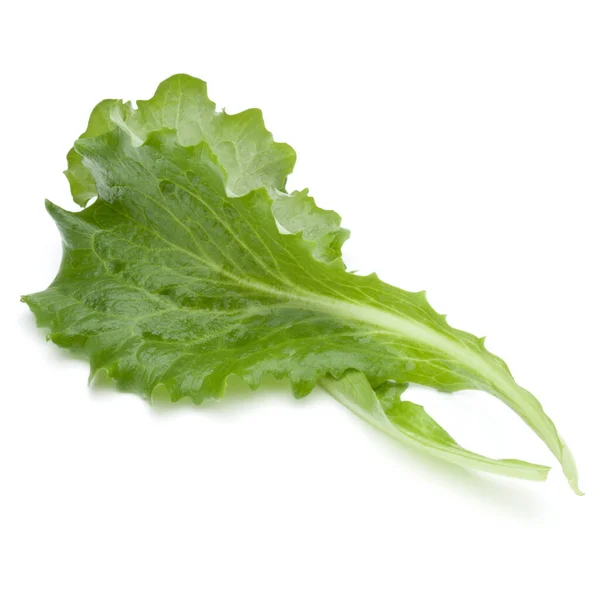 Close Studio Shot Fresh Green Endive Salad Leaf Isolated White — Stock Photo, Image