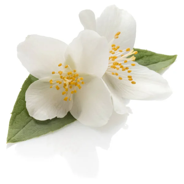 Jasmijn Bloemen Geïsoleerd Een Witte Achtergrond Knipsel — Stockfoto