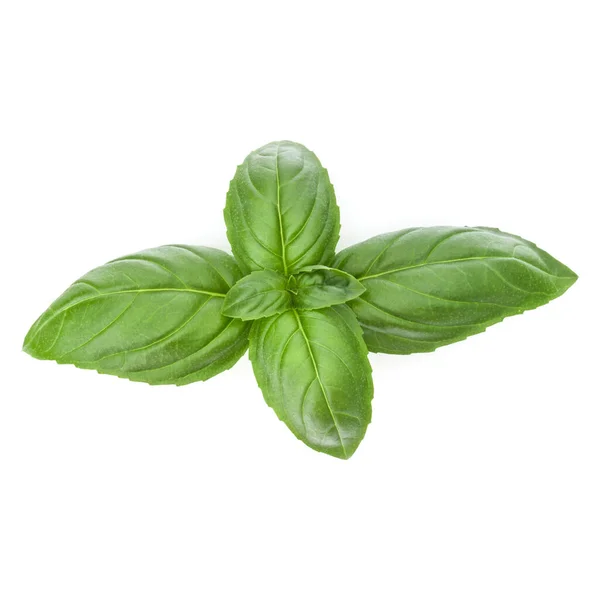 Fresh Sweet Genovese Basil Leaves Isolated White Background Cutout — Stock Photo, Image