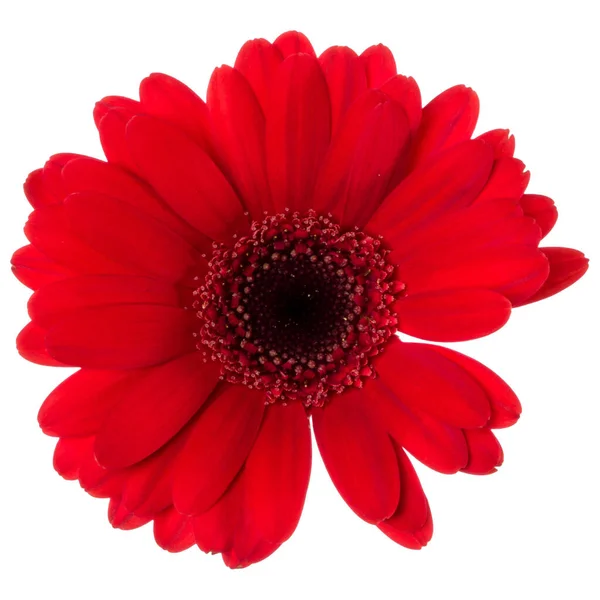 Red Gerbera Flower Head Isolated White Background Closeup Gerbera Air — Stock Photo, Image