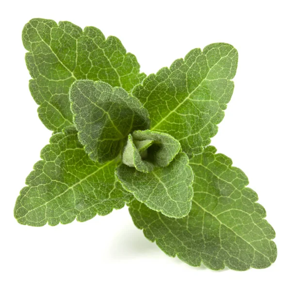 Stevia Lämnar Bitar Isolerade Vit Bakgrund Klipp — Stockfoto