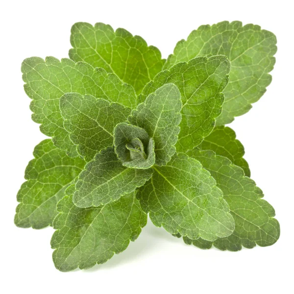 Stevia Adet Izole Beyaz Arka Plan Kesip Bırakır — Stok fotoğraf