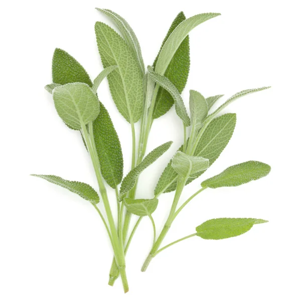 Sage Herb Leaves Bouquet Isolated White Background Cutout Top View — Stock Photo, Image