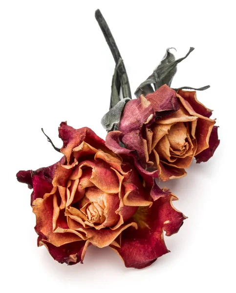 Dried Rose Flower Head Isolated White Background Cutout — Stock Photo, Image