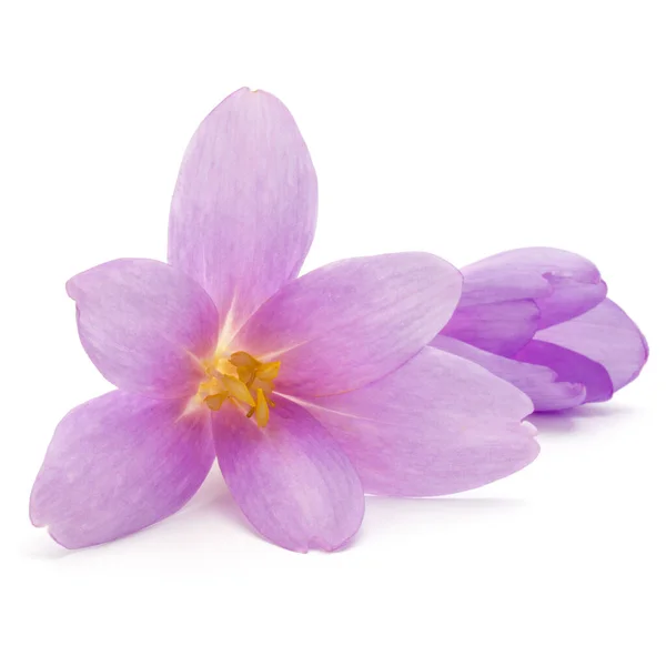 Lila Crocus Blommor Isolerad Vit Bakgrund — Stockfoto
