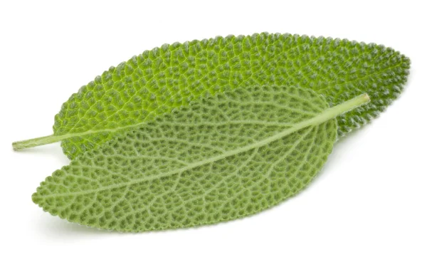 Sage Leaves Isolated White Background Cutout — Stock Photo, Image