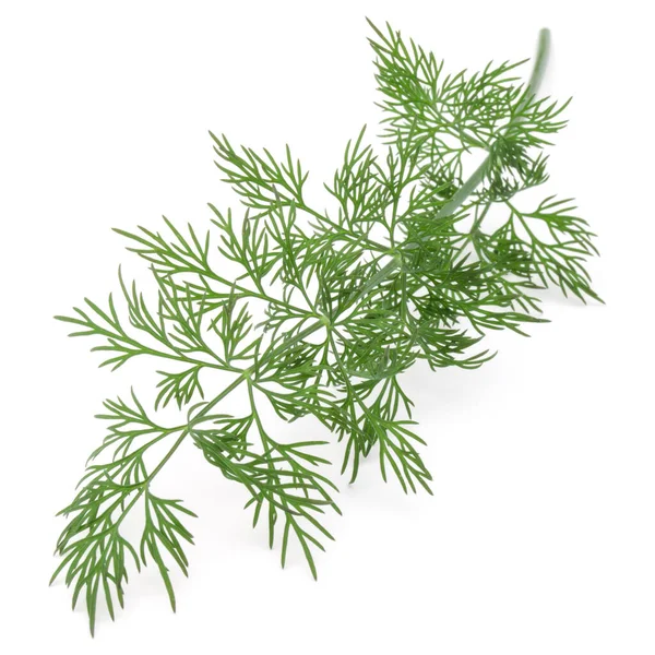 Close Shot Branch Fresh Green Dill Herb Leaves Isolated White — Stock Photo, Image