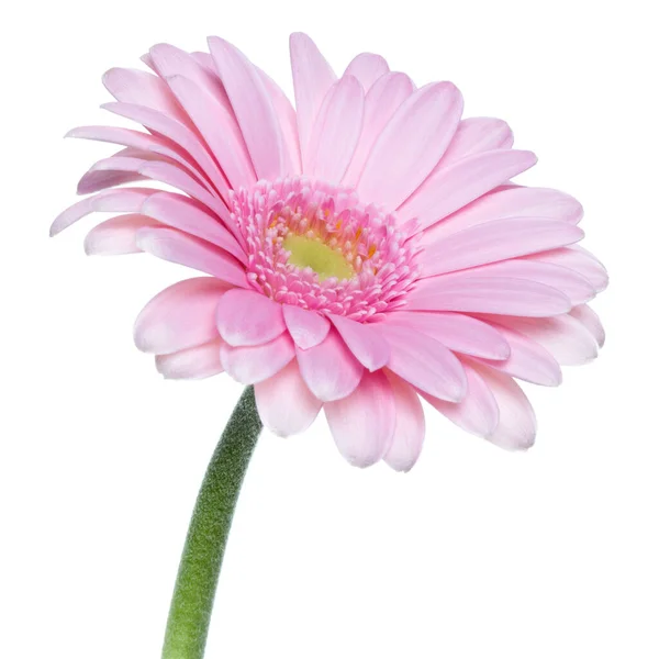 白い背景に隔離された長い茎を持つ垂直ピンクのガーベラの花 — ストック写真