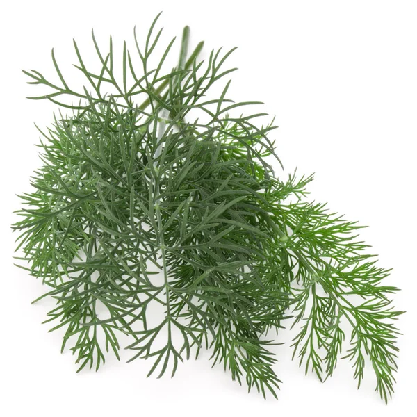 Close Shot Branch Fresh Green Dill Herb Leaves Isolated White — Stock Photo, Image