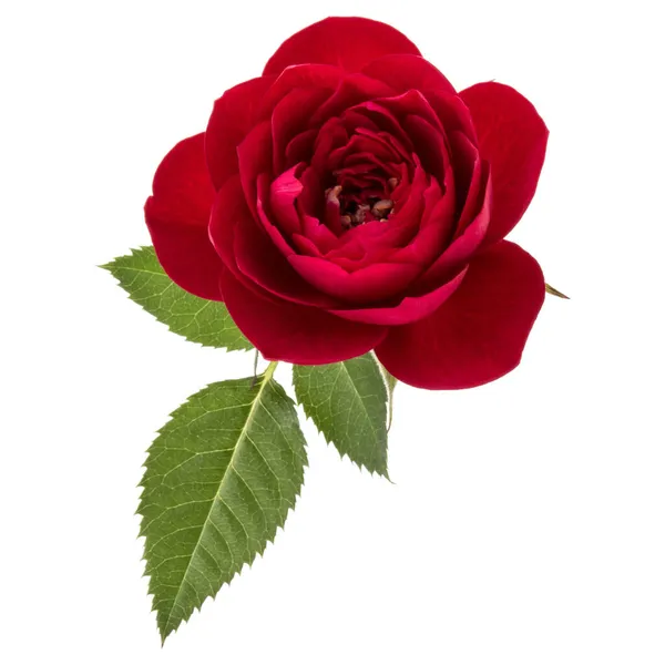 Ένα Κόκκινο Τριαντάφυλλο Φύλλα Που Απομονώνονται Λευκό Φόντο Cutout — Φωτογραφία Αρχείου
