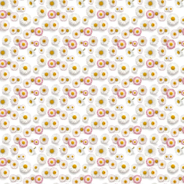Krásné Sedmikrásky Květiny Pozadí — Stock fotografie
