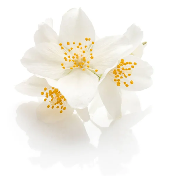 Flores Jasmim Isoladas Recorte Fundo Branco — Fotografia de Stock