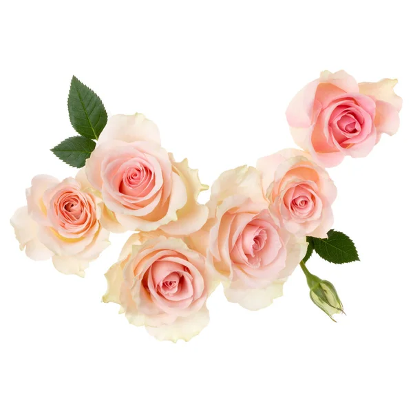 Rosa Rosas Isoladas Fundo Branco Closeup Buquê Flor Rosa Sem — Fotografia de Stock