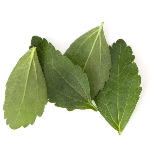 Stevia Φύλλα Κομμάτια Λευκό Φόντο Κομμένες Απομονωμένες — Φωτογραφία Αρχείου