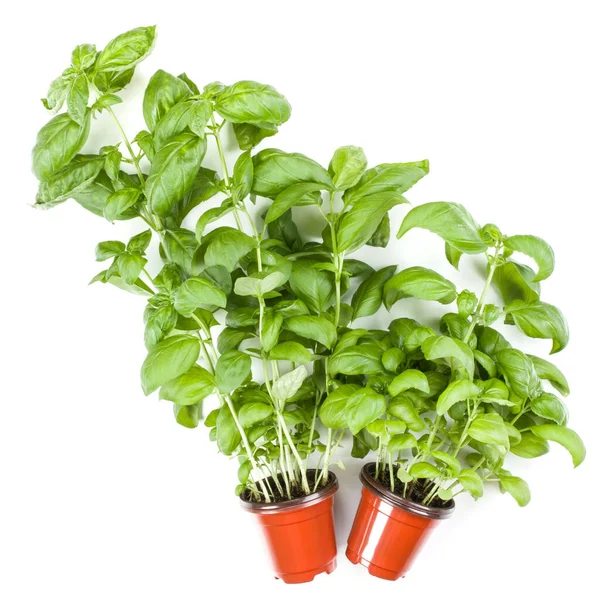 Herbal Basil Manis Segar Genovese Tumbuh Dalam Pot Yang Diisolasi — Stok Foto