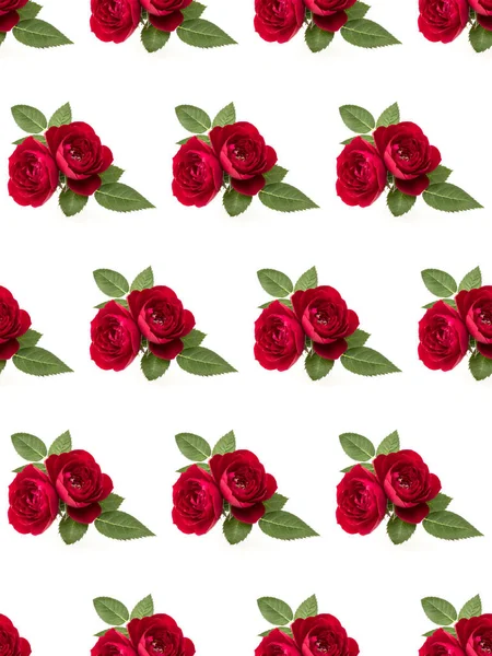 Two Red Rose Flowers Isolated Leaves White Background Cutout Floral — Stock Photo, Image