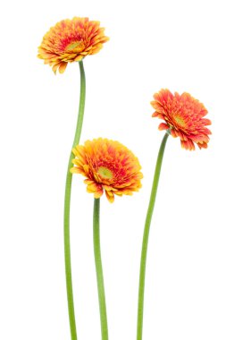 Beyaz zemin üzerinde izole edilmiş uzun saplı üç dikey turuncu gerbera çiçeği