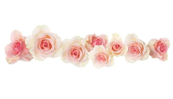 Rosa Rose Borda Flor Isolado Recorte Fundo Branco Banner Conceito — Fotografia de Stock