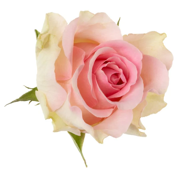 Rosa Rosa Isolada Sobre Fundo Branco Closeup Rosa Flor Cabeça — Fotografia de Stock