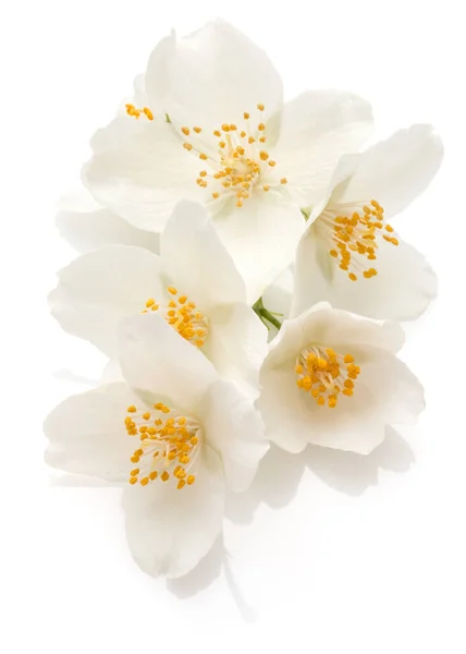 Jasmijnbloemen Geïsoleerd Witte Achtergrond Cutout — Stockfoto