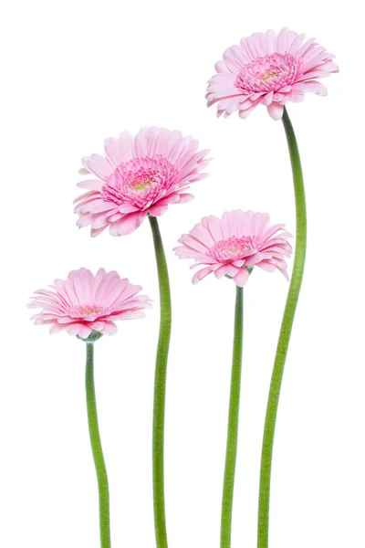 白い背景に長い茎を孤立させた縦型のピンクのガーベラの花 春の花束 — ストック写真